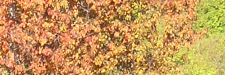 Automne 09